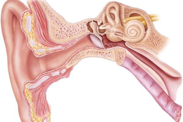 Ear,-,Anatomy.,Frontal,Section,Through,The,Right,External,,Middle,